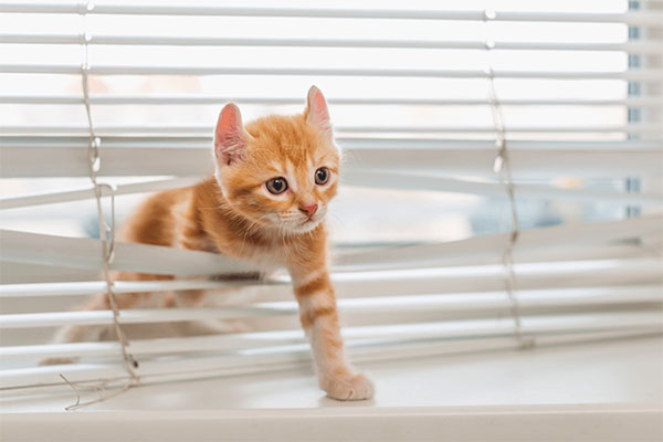 How to keep cats from damaging your window blinds?